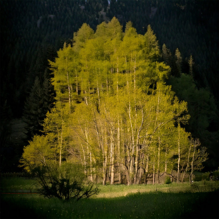 Thumbnail Wagner im Wald